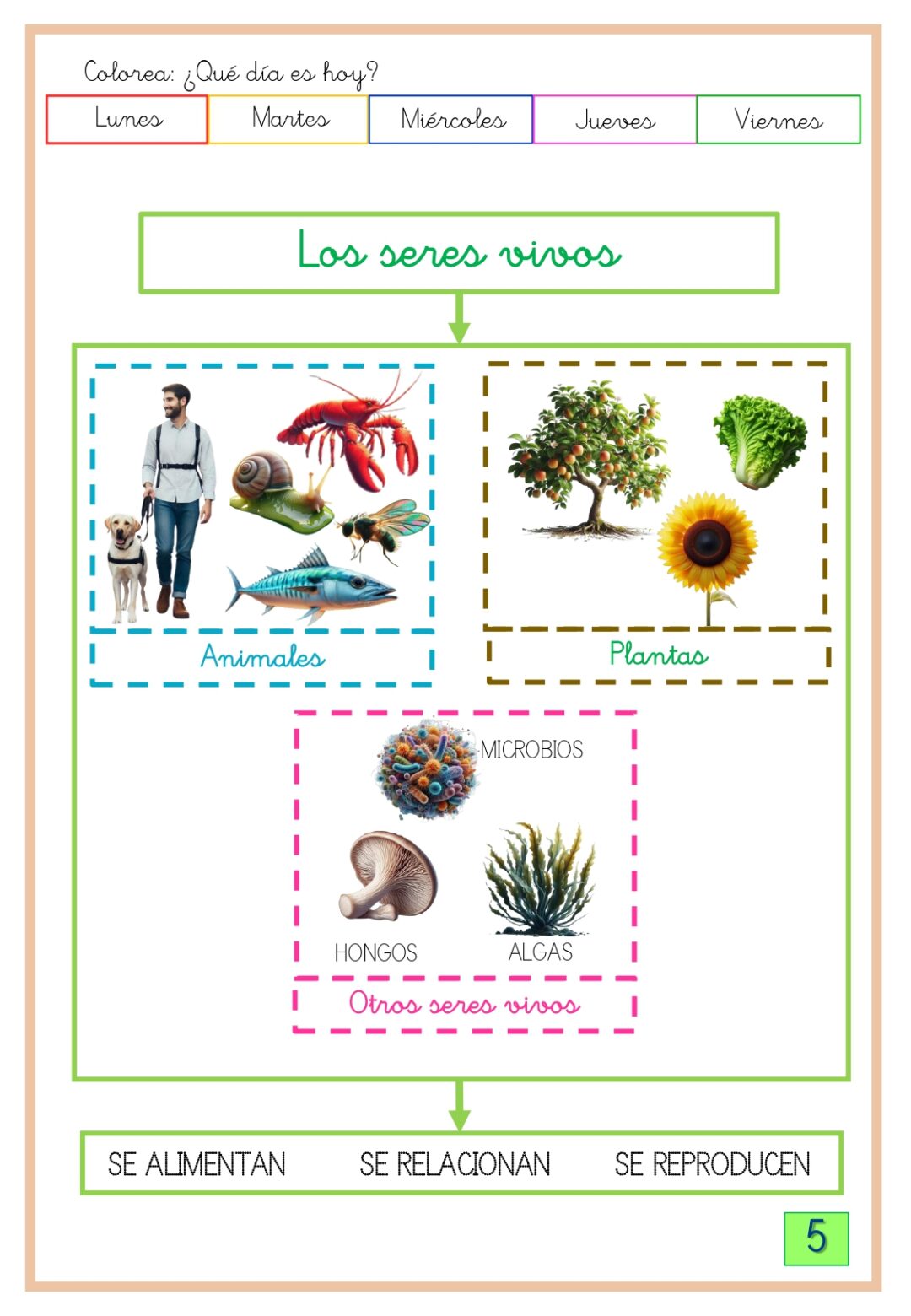 Conocimiento del medio 2º primaria 2º trimestre - Imagen 4