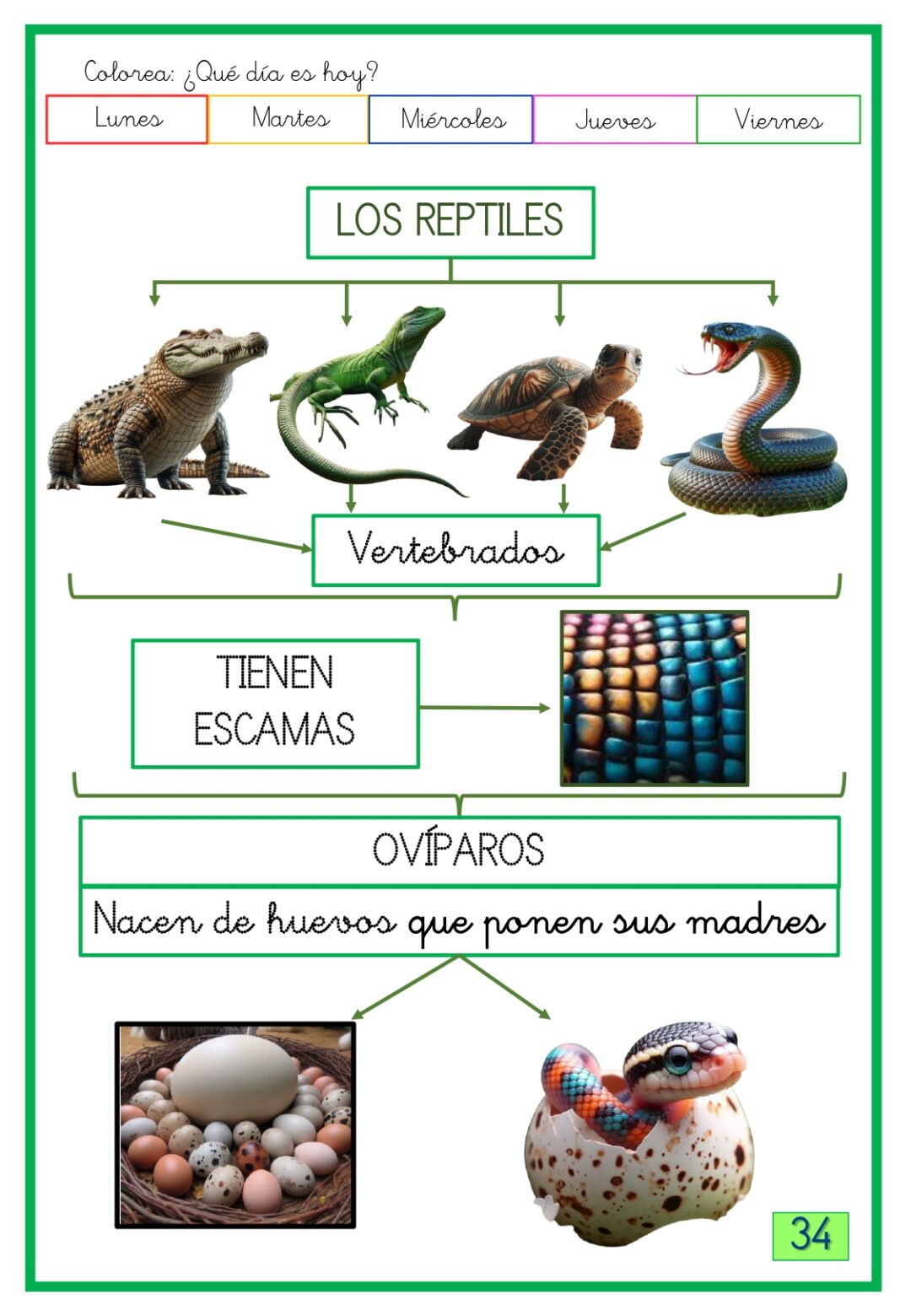 Conocimiento del medio 2º primaria 2º trimestre - Imagen 10